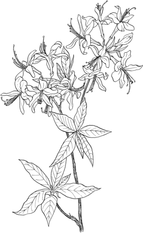 Azalea Rhododendron Wildflower Coloring Page